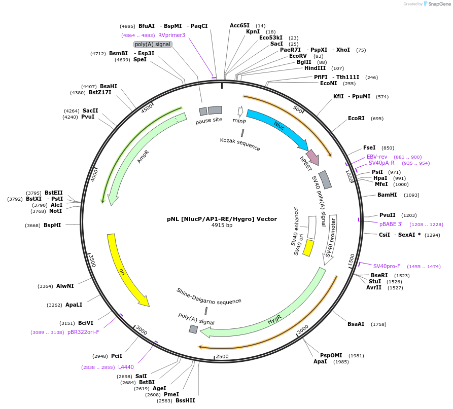 236811-plasmid-map-sequence-id-471818