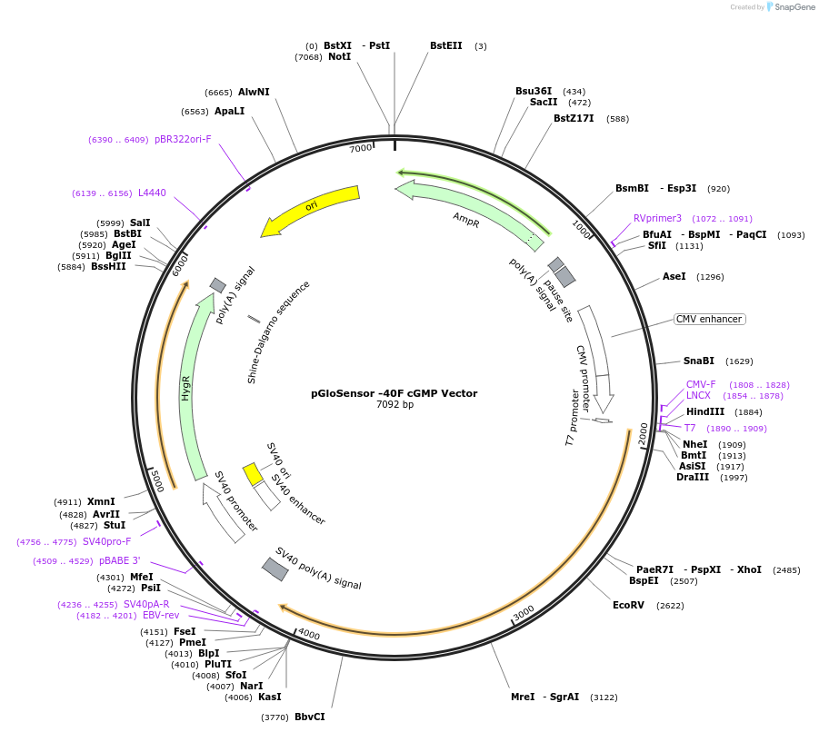 236812-plasmid-map-sequence-id-471819
