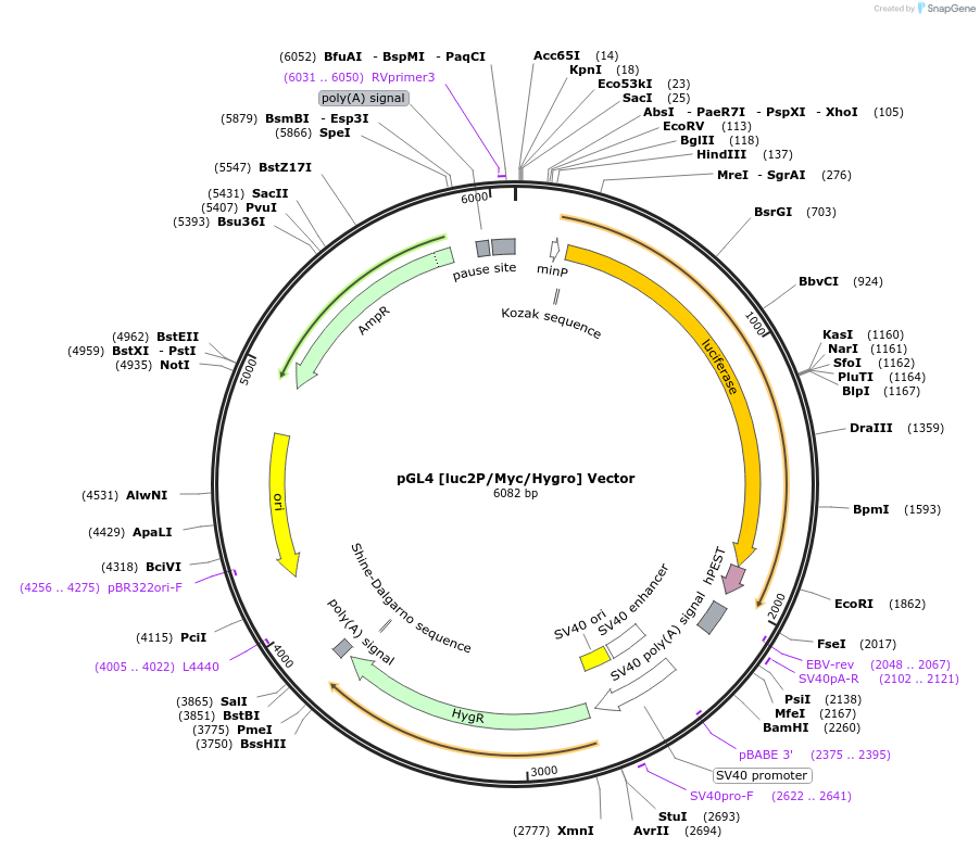 236815-plasmid-map-sequence-id-471821