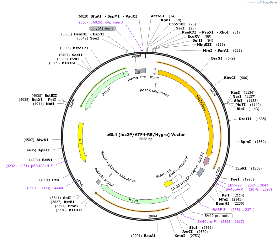 236816-plasmid-map-sequence-id-471822
