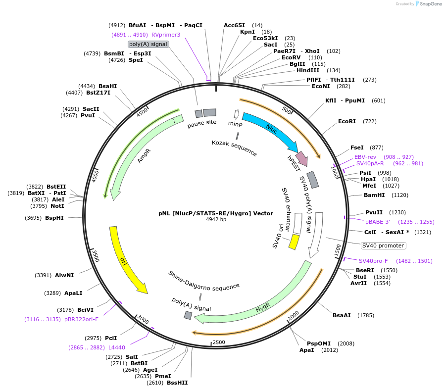 236819-plasmid-map-sequence-id-471823