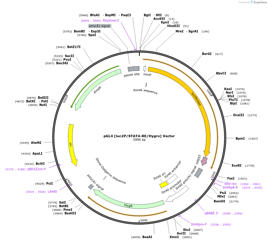 236820-plasmid-map-sequence-id-471824
