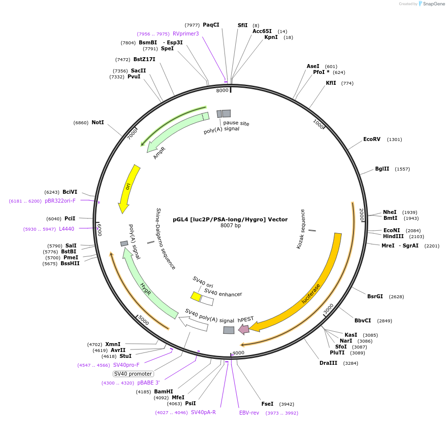 236822-plasmid-map-sequence-id-471825