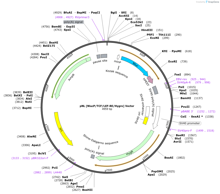236824-plasmid-map-sequence-id-471826