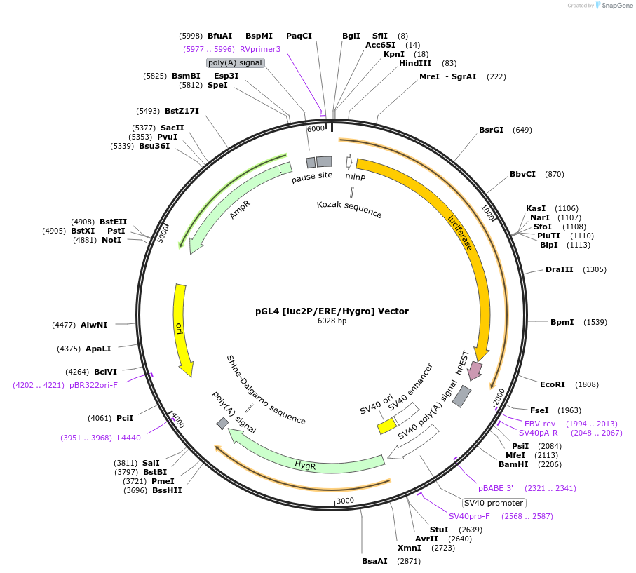 236826-plasmid-map-sequence-id-471827