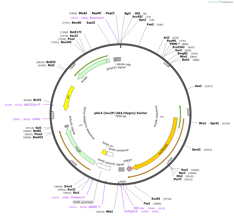 236827-plasmid-map-sequence-id-471828