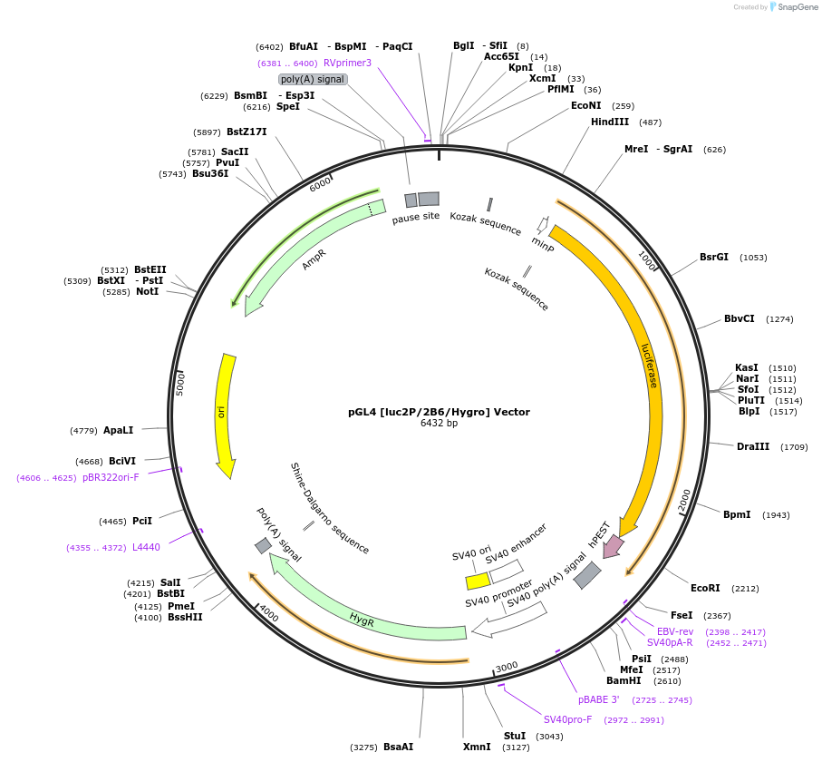 236828-plasmid-map-sequence-id-471829