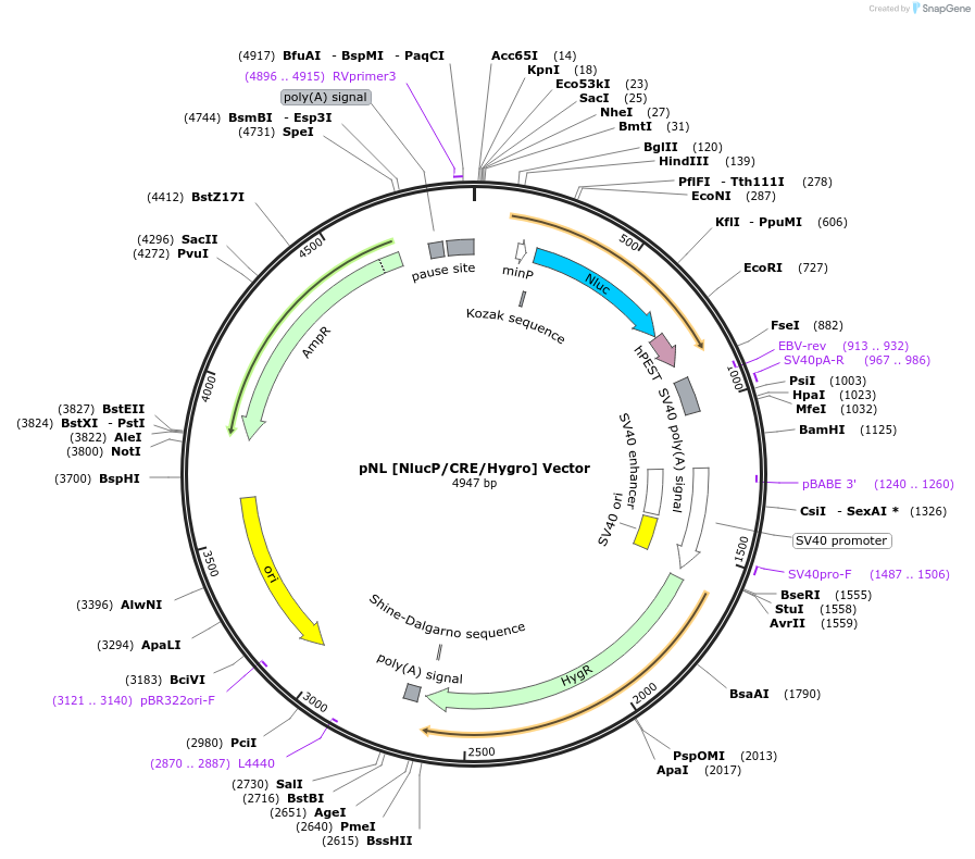 236829-plasmid-map-sequence-id-471830