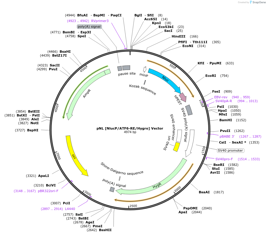 236830-plasmid-map-sequence-id-471831