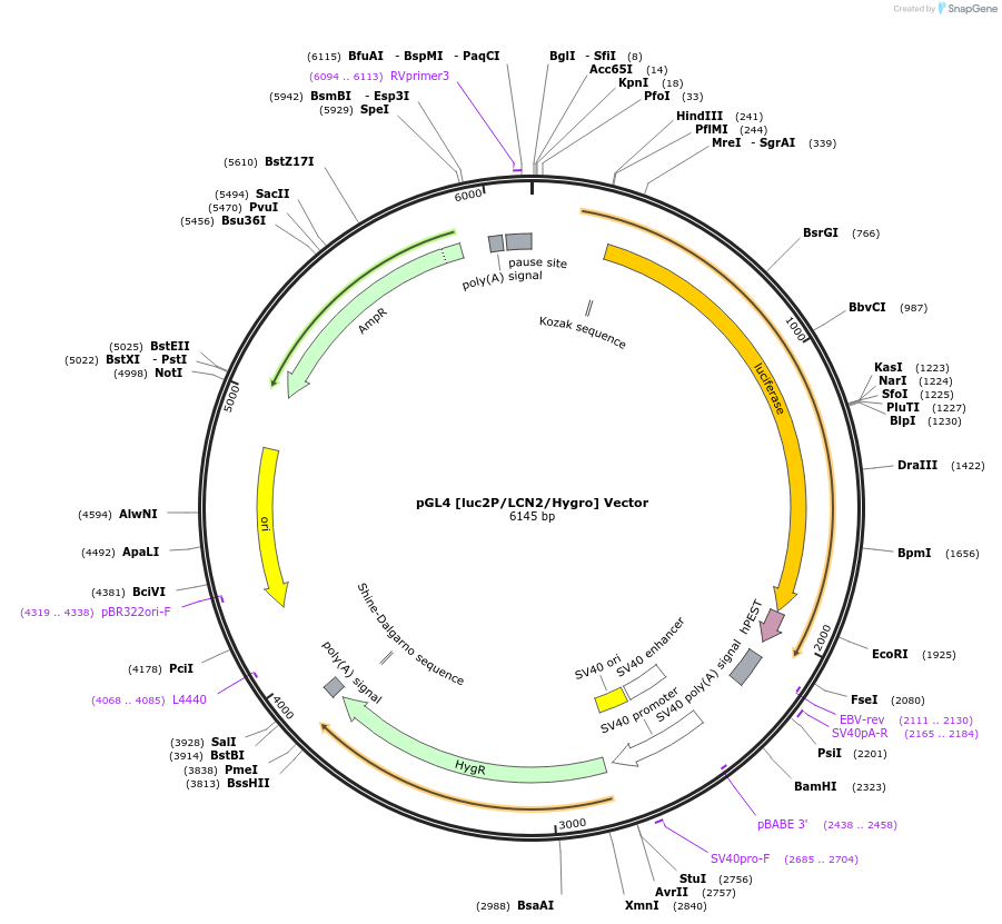 236831-plasmid-map-sequence-id-471832
