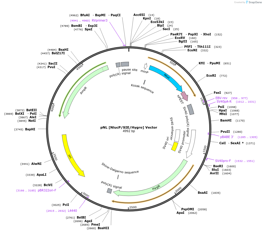 236833-plasmid-map-sequence-id-471834