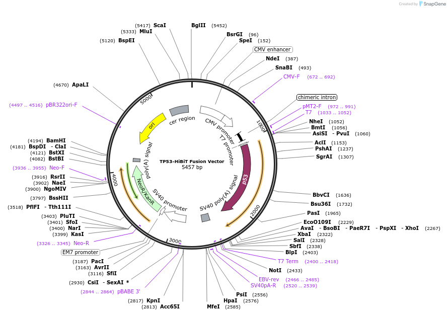 236838-plasmid-map-sequence-id-471839