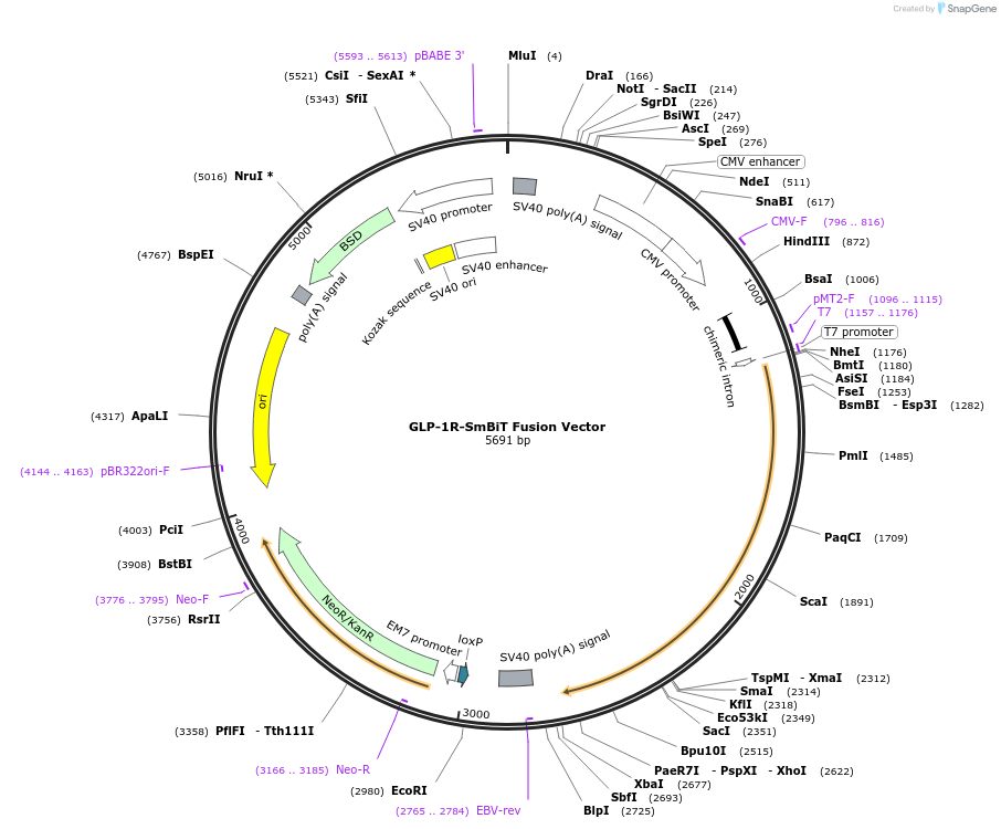 236845-plasmid-map-sequence-id-471845
