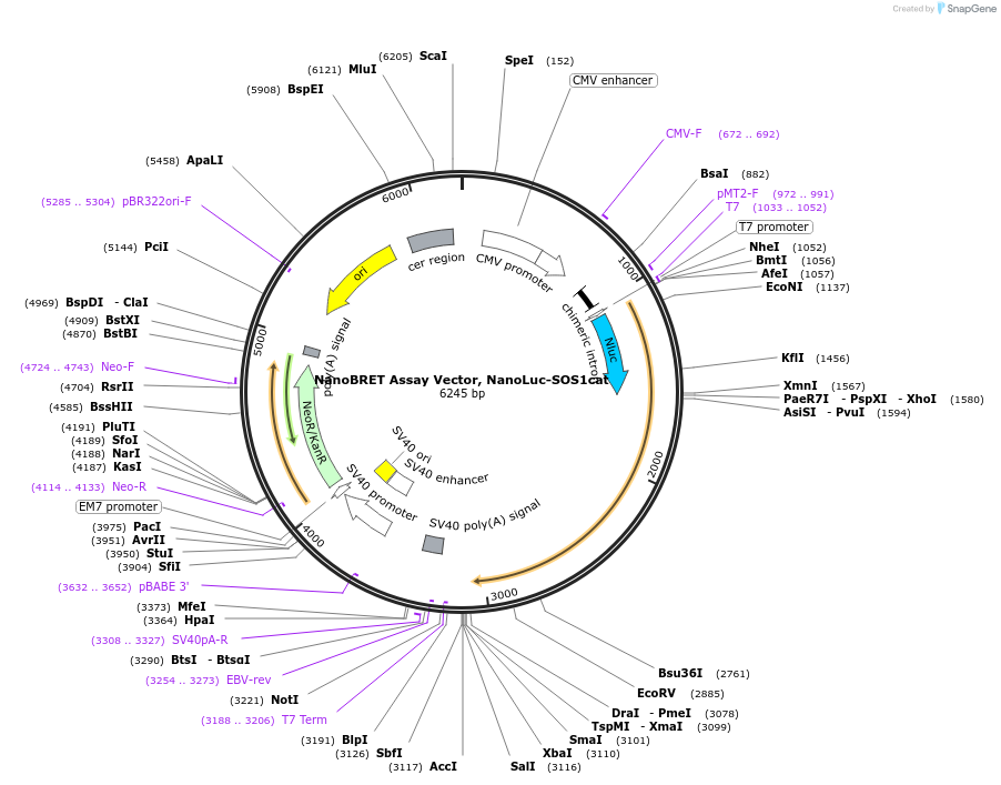 236848-plasmid-map-sequence-id-471847