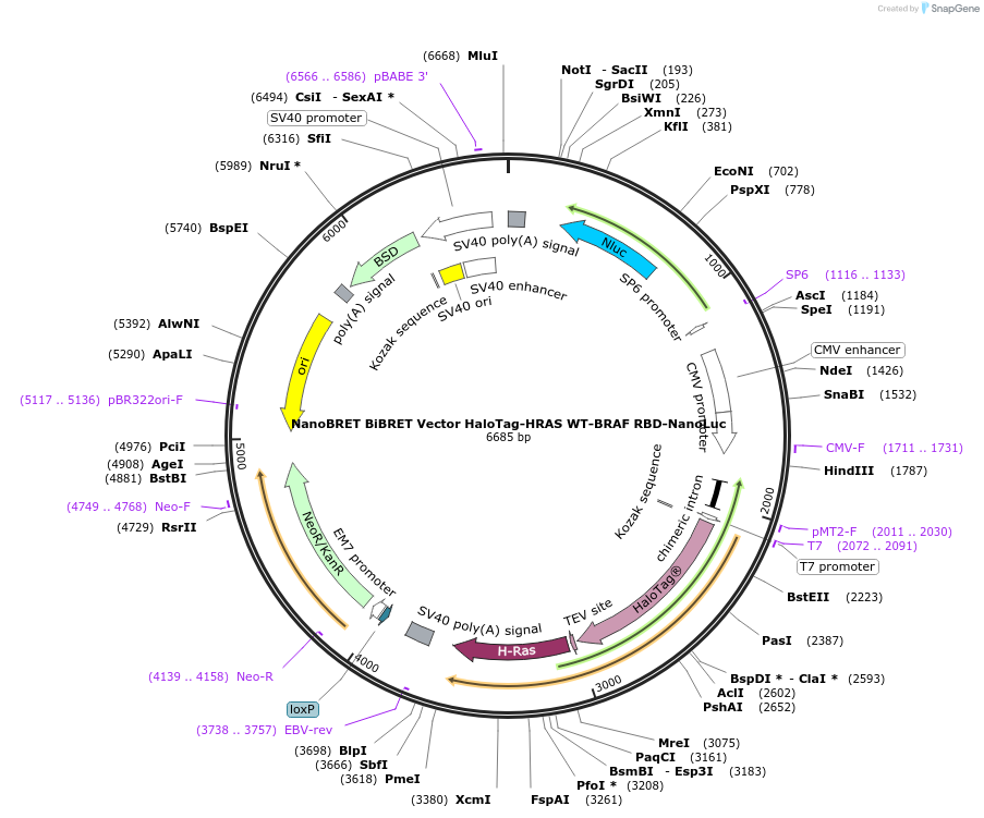236850-plasmid-map-sequence-id-471848