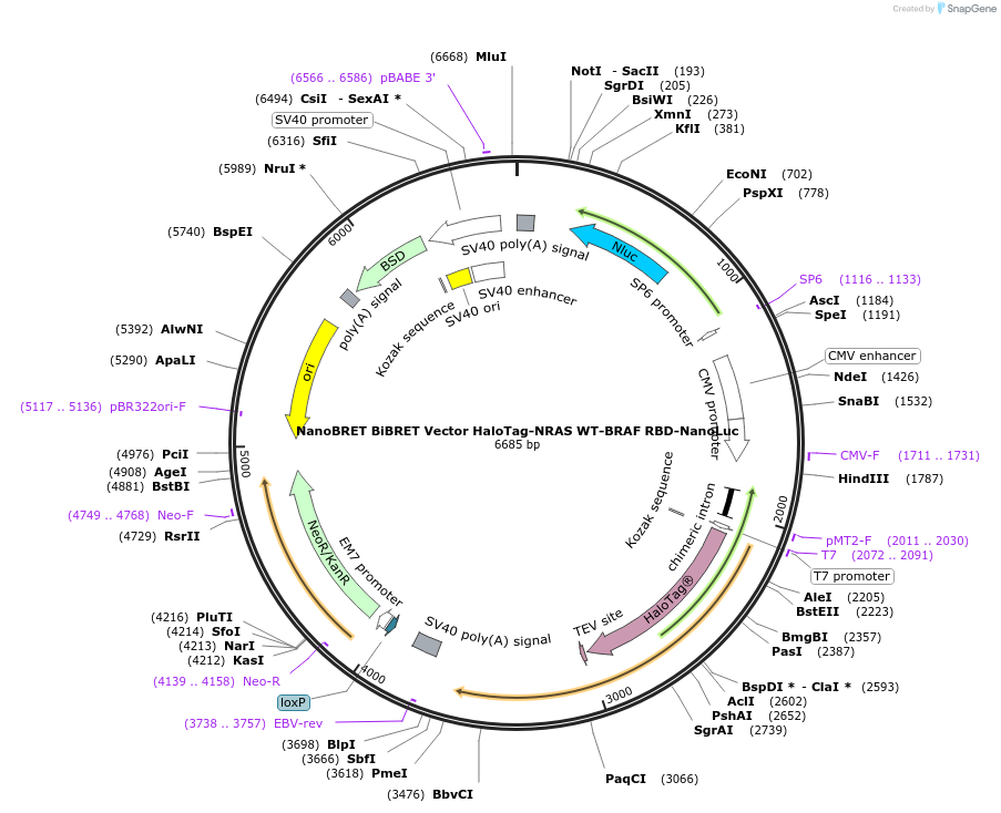 236851-plasmid-map-sequence-id-471849