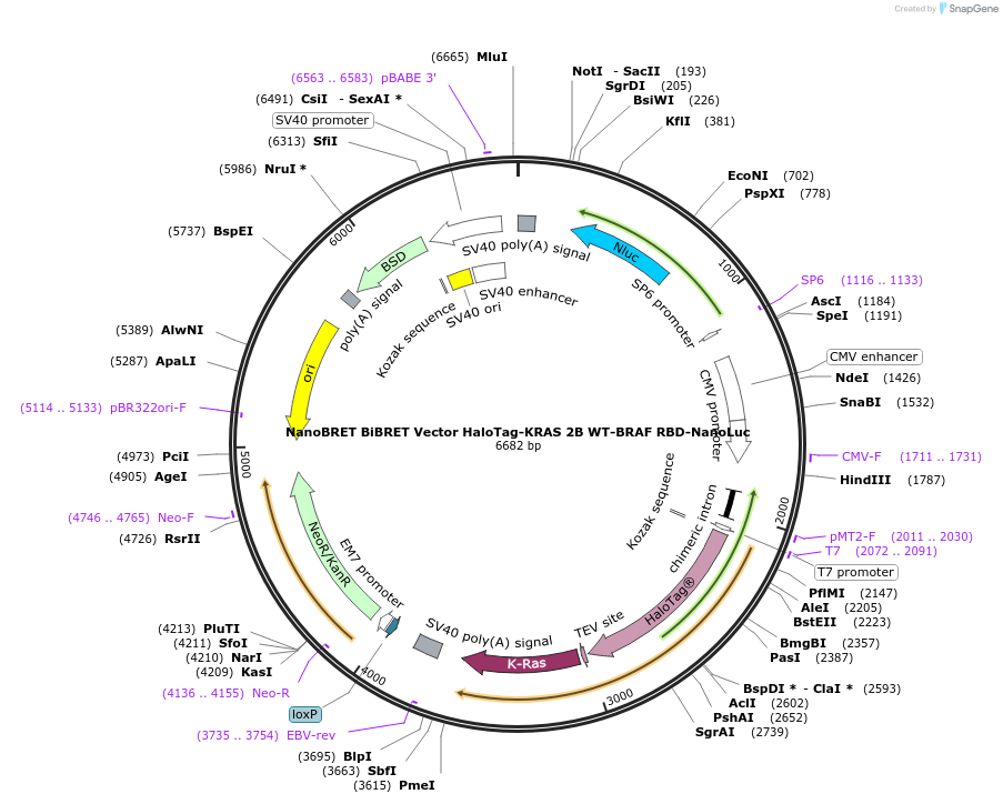 236853-plasmid-map-sequence-id-471851