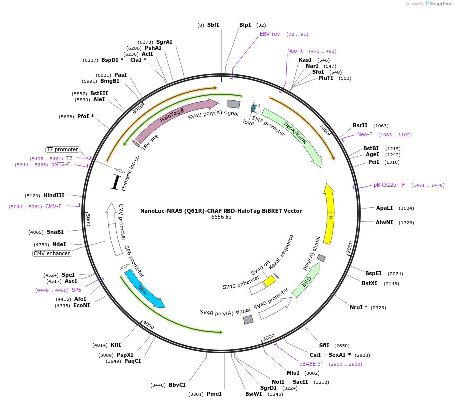 236862-plasmid-map-sequence-id-471854