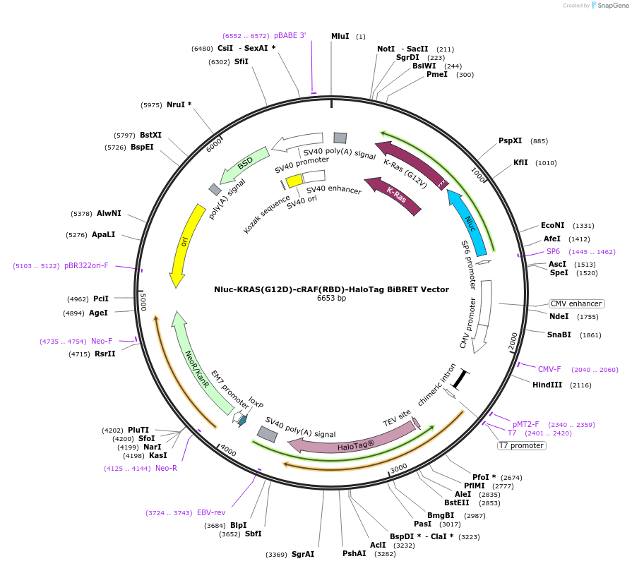 236867-plasmid-map-sequence-id-471855