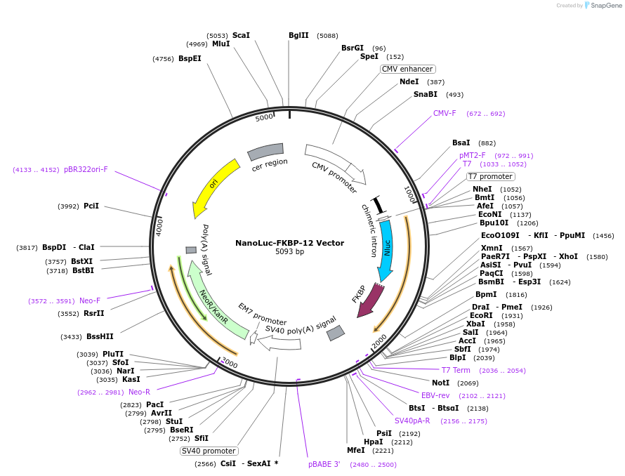 236983-plasmid-map-sequence-id-471859