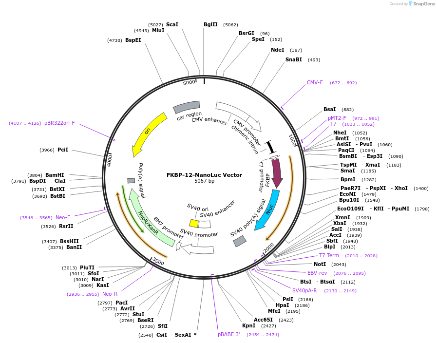 236984-plasmid-map-sequence-id-471860