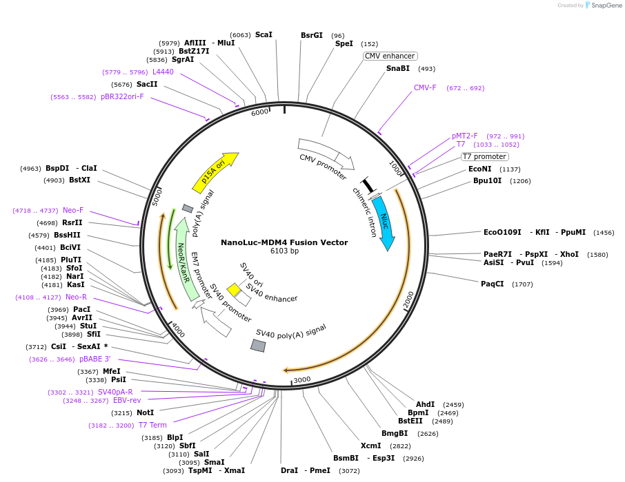 236985-plasmid-map-sequence-id-471861