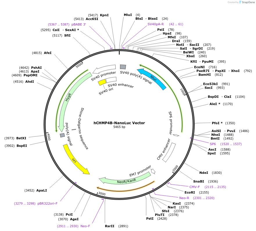 236973-plasmid-map-sequence-id-471862
