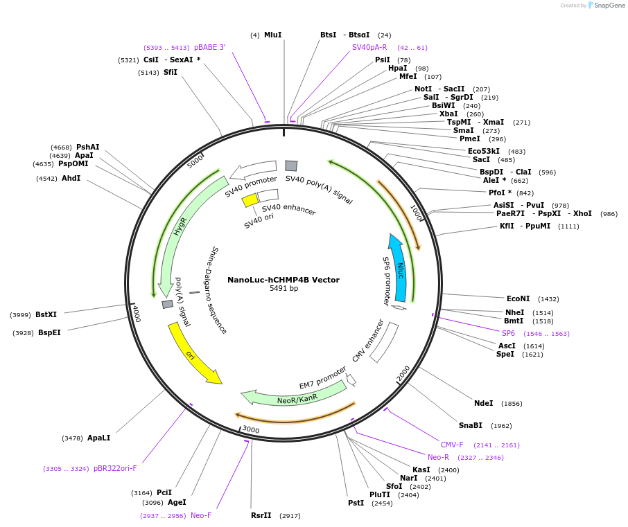 236974-plasmid-map-sequence-id-471863