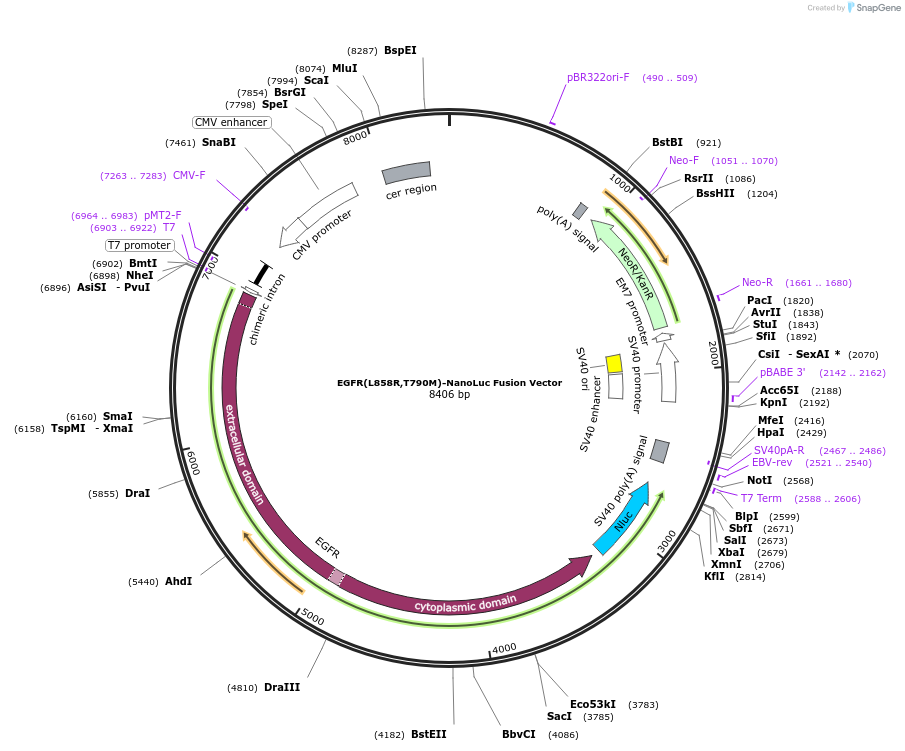 237199-plasmid-map-sequence-id-471864