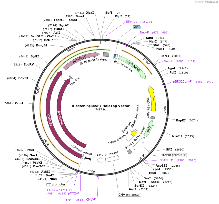 236990-plasmid-map-sequence-id-471865