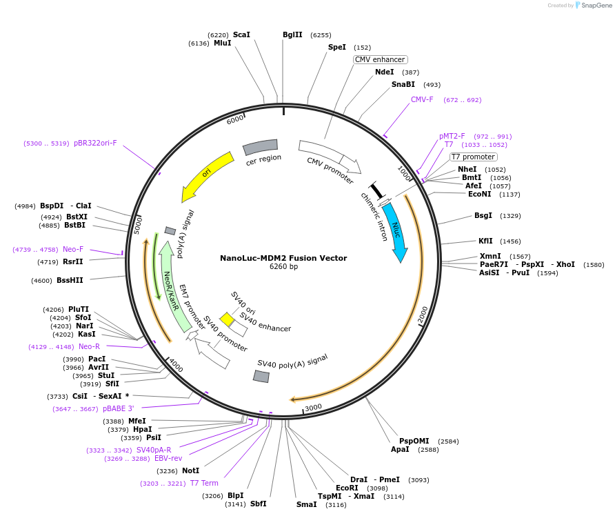 237198-plasmid-map-sequence-id-471866