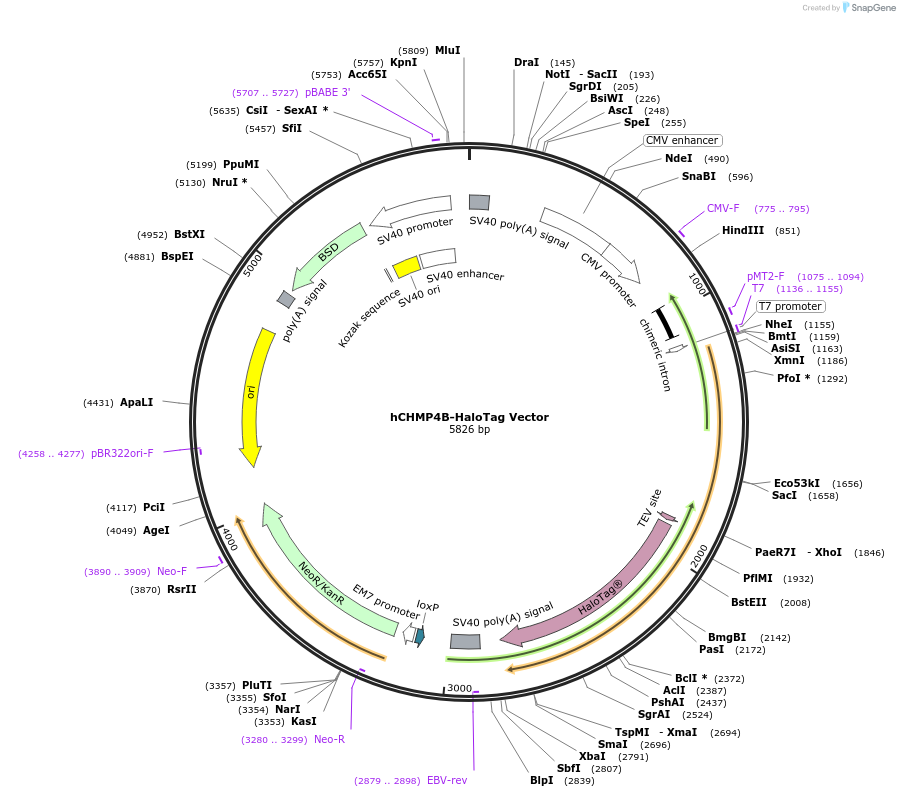 236971-plasmid-map-sequence-id-471867