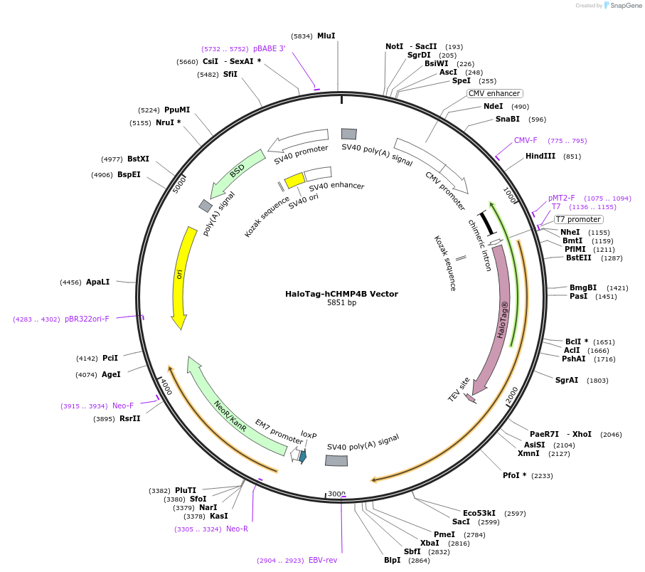 236972-plasmid-map-sequence-id-471868
