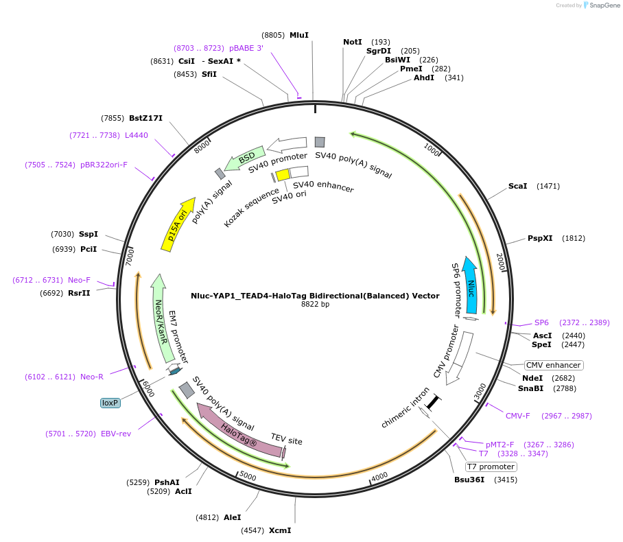 237003-plasmid-map-sequence-id-471869