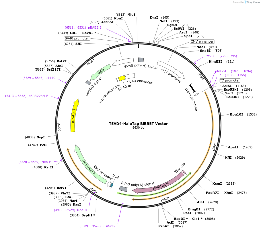 237004-plasmid-map-sequence-id-471870