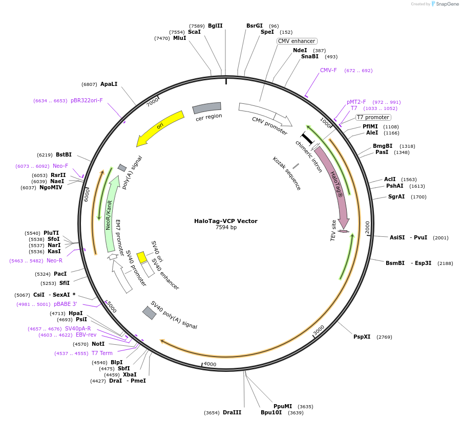 237006-plasmid-map-sequence-id-471871
