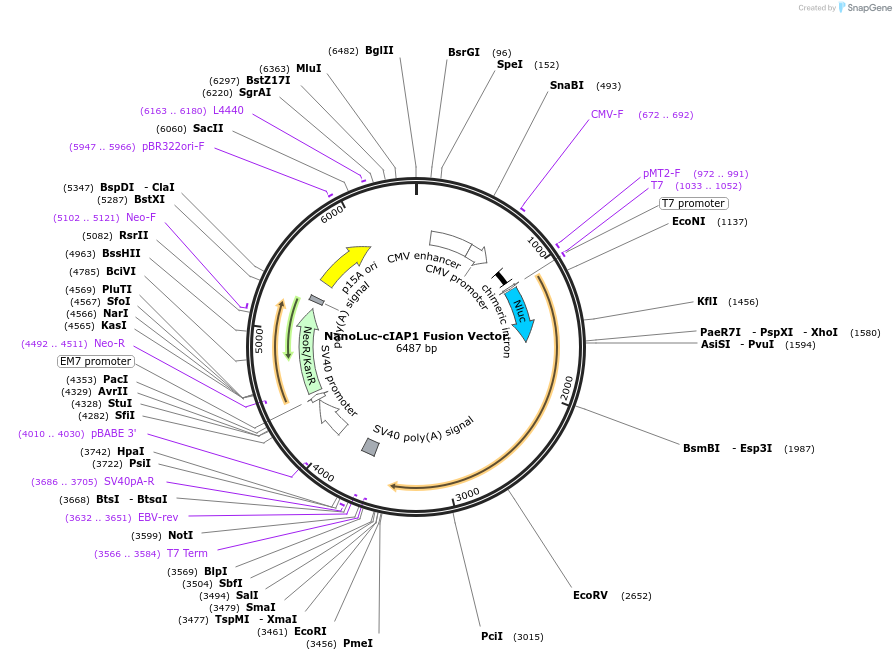 237195-plasmid-map-sequence-id-471872