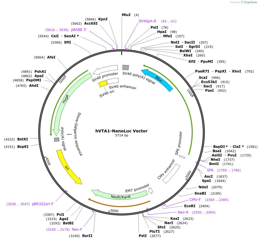 236969-plasmid-map-sequence-id-471873
