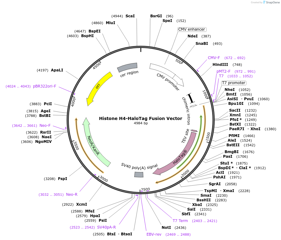 237011-plasmid-map-sequence-id-471875