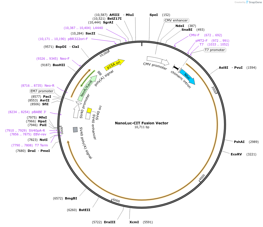 237191-plasmid-map-sequence-id-471876