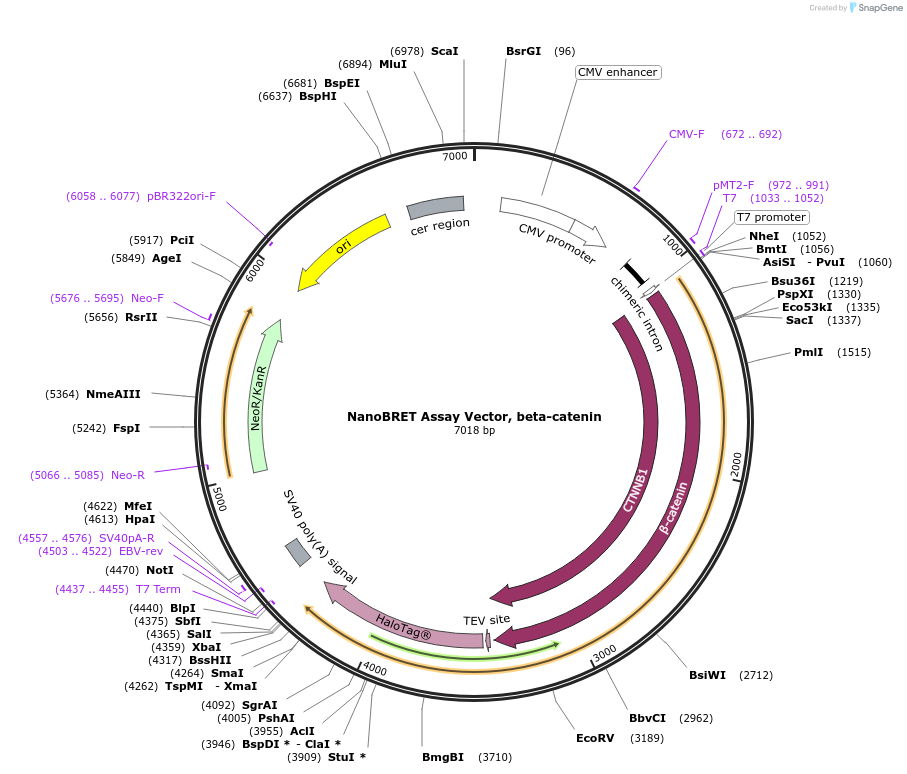 237014-plasmid-map-sequence-id-471877