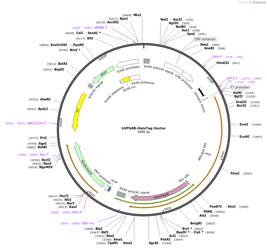 236975-plasmid-map-sequence-id-471878