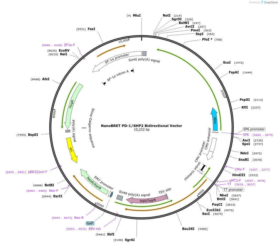 237016-plasmid-map-sequence-id-471879