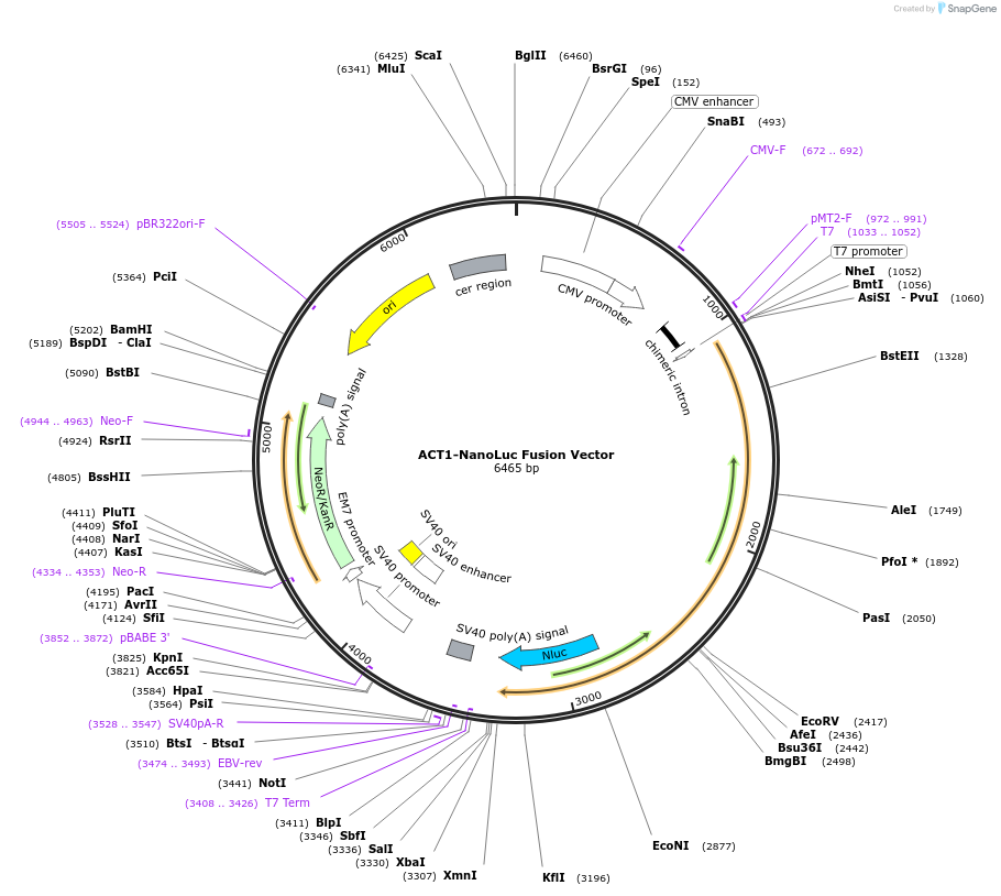 237017-plasmid-map-sequence-id-471880