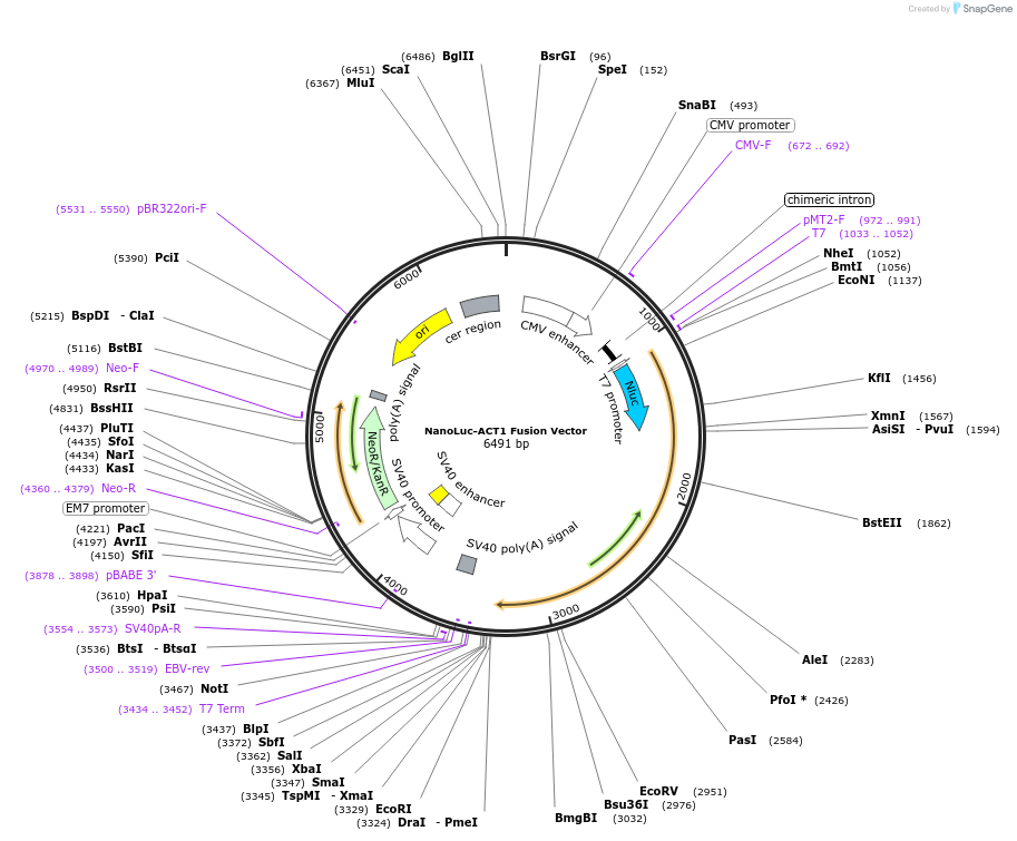 237018-plasmid-map-sequence-id-471881