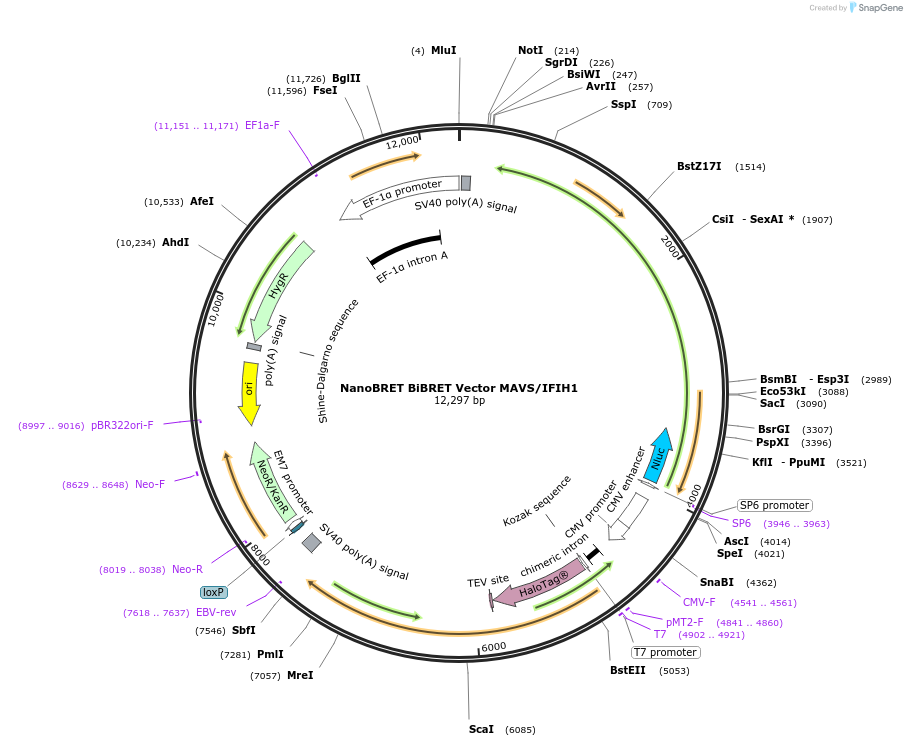 237022-plasmid-map-sequence-id-471884