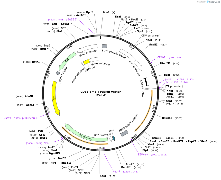 237028-plasmid-map-sequence-id-471887