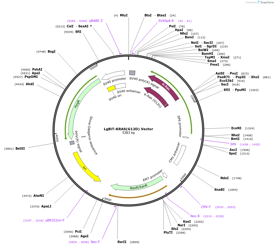 237033-plasmid-map-sequence-id-471890