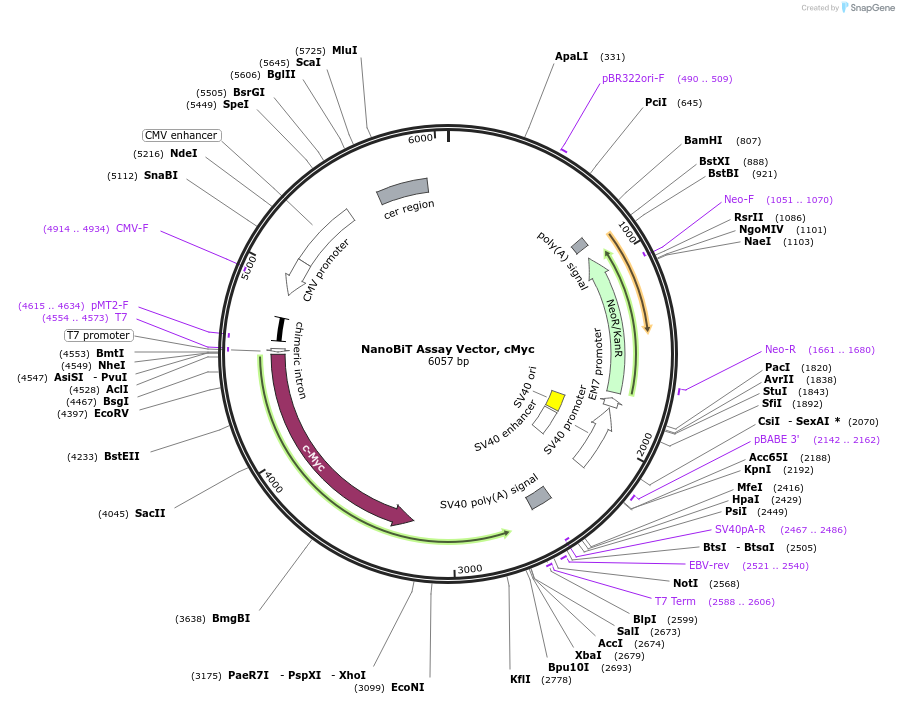 237035-plasmid-map-sequence-id-471892
