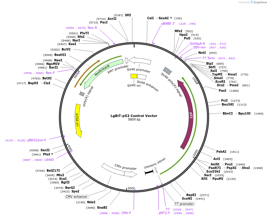 237036-plasmid-map-sequence-id-471893